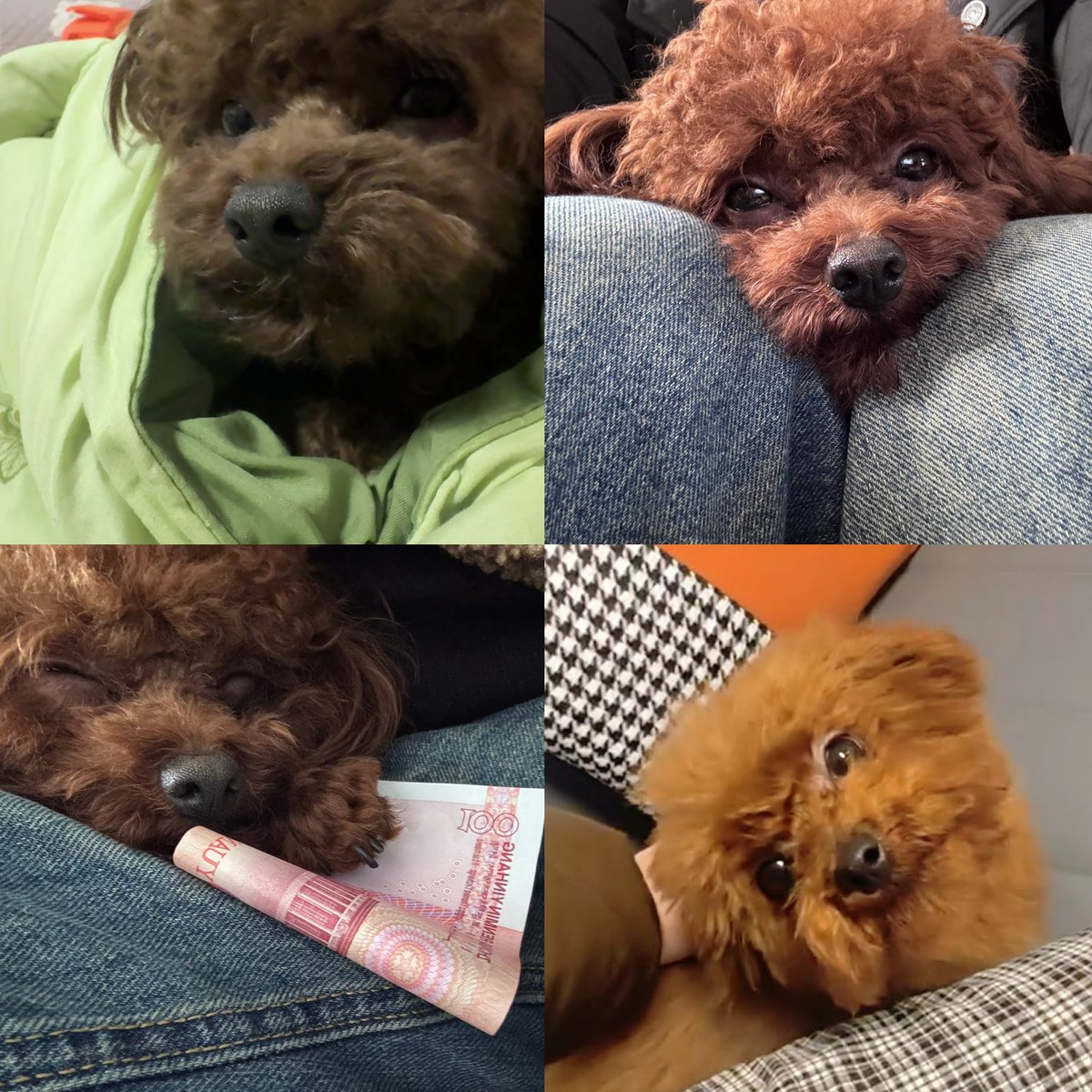 เสี่ยวฮวาเซิ่งอยู่กับป่ะป๊าคือใบหน้าดูสิ้นหวังมาก 5555555555555555555 น้องเหมือนไก่ทอดเลยอ่ะ แต่พออยู่กับหม่าม๊าคนละฟิลเลย ดูก็รู้ว่าหม่าม๊าคงตามใจ สปอยล์ลูกชายเก่งงี้