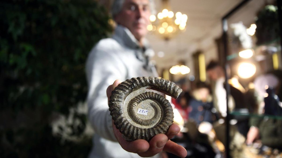 PaleontologieFr's tweet image. Oui, on peut encore trouver des #fossiles dans le Saint-Quentinois🇫🇷 !
Y. Caron expose au salon des minéraux de #SaintQuentin. Il y expose notamment des fossiles qu’il déniche dans les Hauts-de-France, sur la côte ou dans les champs.
#Aisne #HautsdeFrance

aisnenouvelle.fr/id697123/artic…