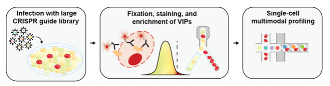 Rahul Satija tweet media