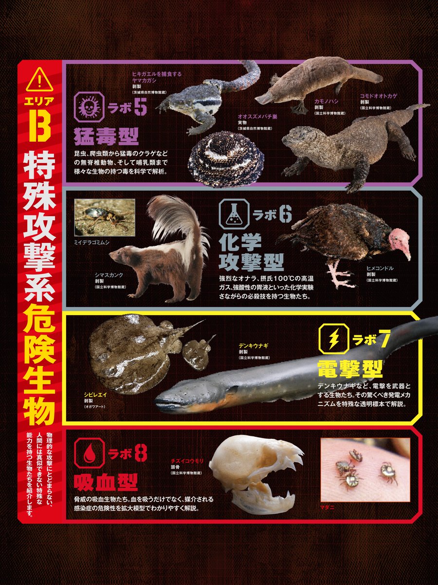 chokiken2026's tweet photo. 特別展「超危険生物展」
危険生物たちが待つ2つの展示エリアをご紹介⚠️

エリア🅰️　肉弾攻撃系危険生物
エリア🅱️　特殊攻撃系危険生物

公式サイトでは【展示構成】ページを公開中！
◤https://t.co/Rw686ArMYR◢

#超危険生物展
#国立科学博物館 
#かはく
#そのキケンワケがあります