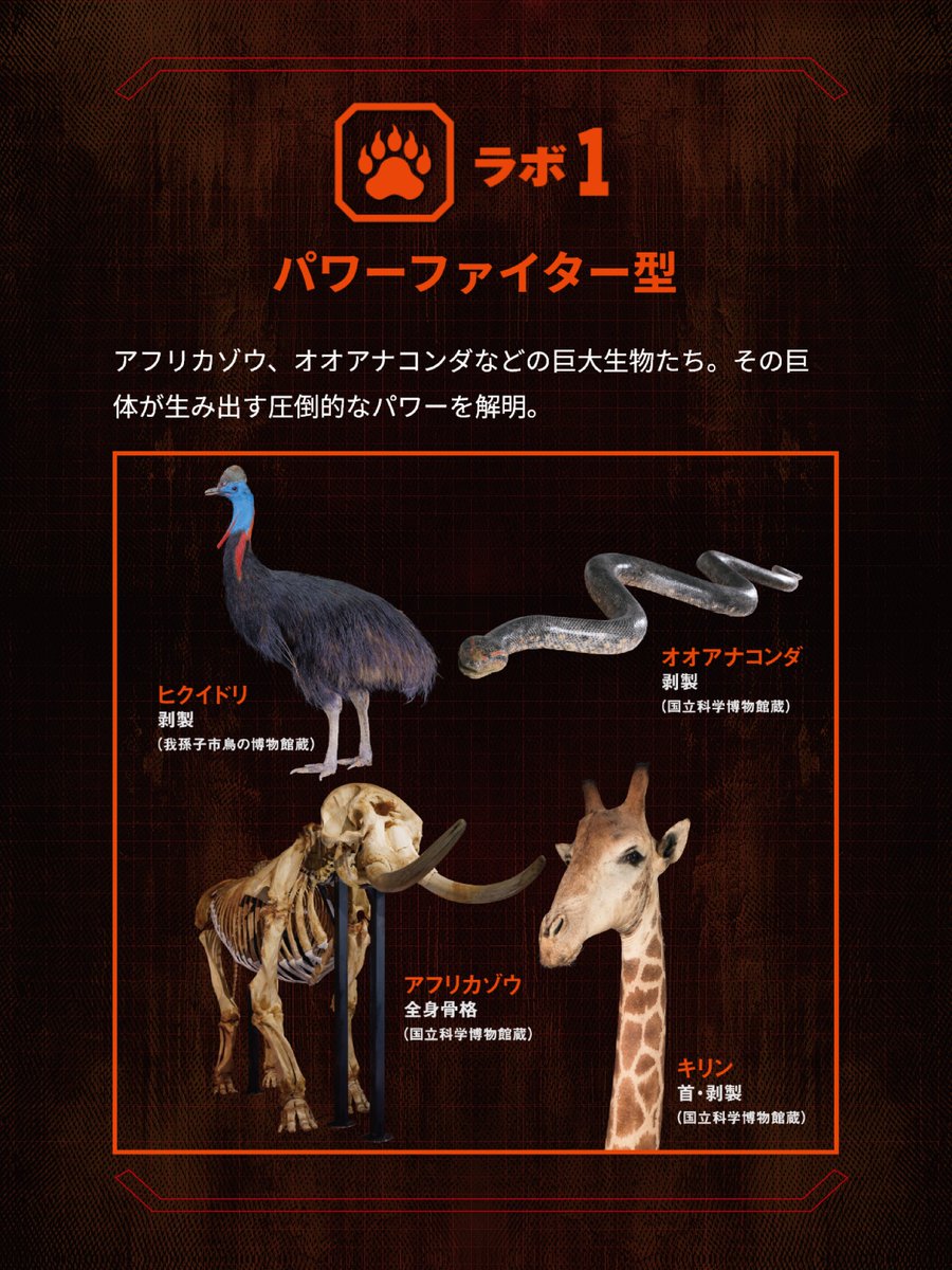 【公式】超危険生物展 tweet media