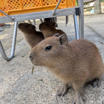 台車の下の仔カピちゃん！

(2025.12.01長崎バイオパーク)