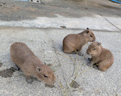 トリオ・ザ・仔カピちゃん！

(2025.12.01長崎バイオパーク)