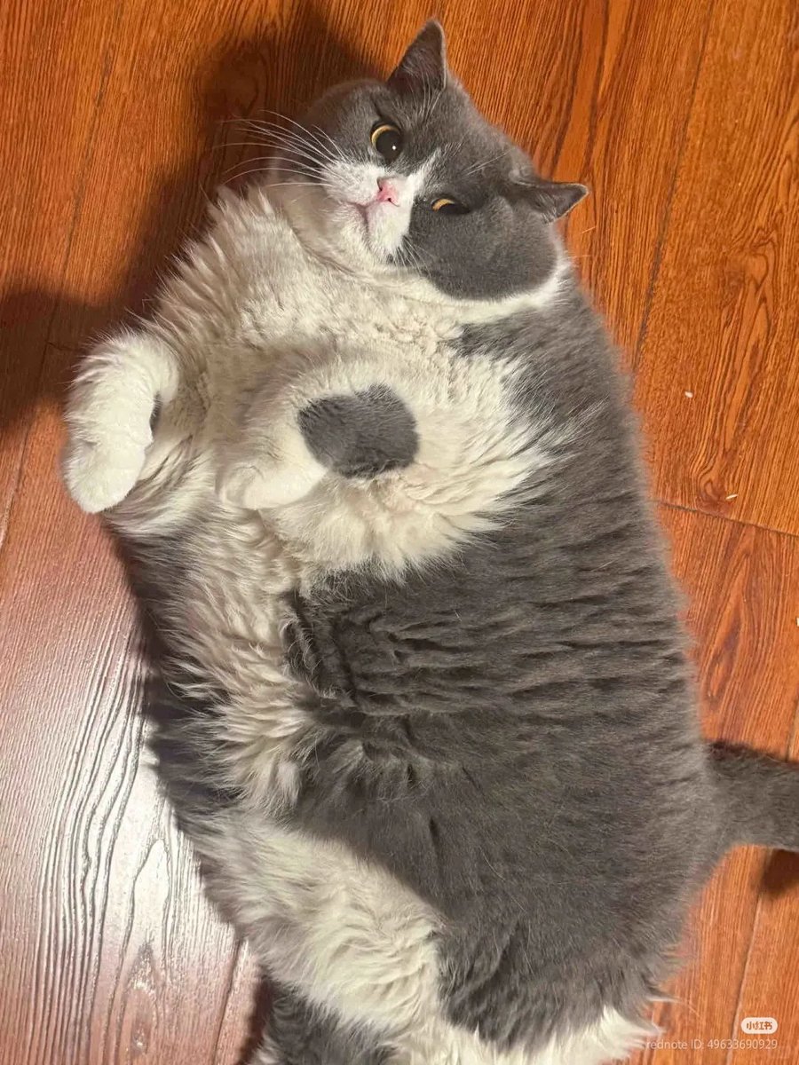 No Context Cats (@nocontextscats) on Twitter photo 