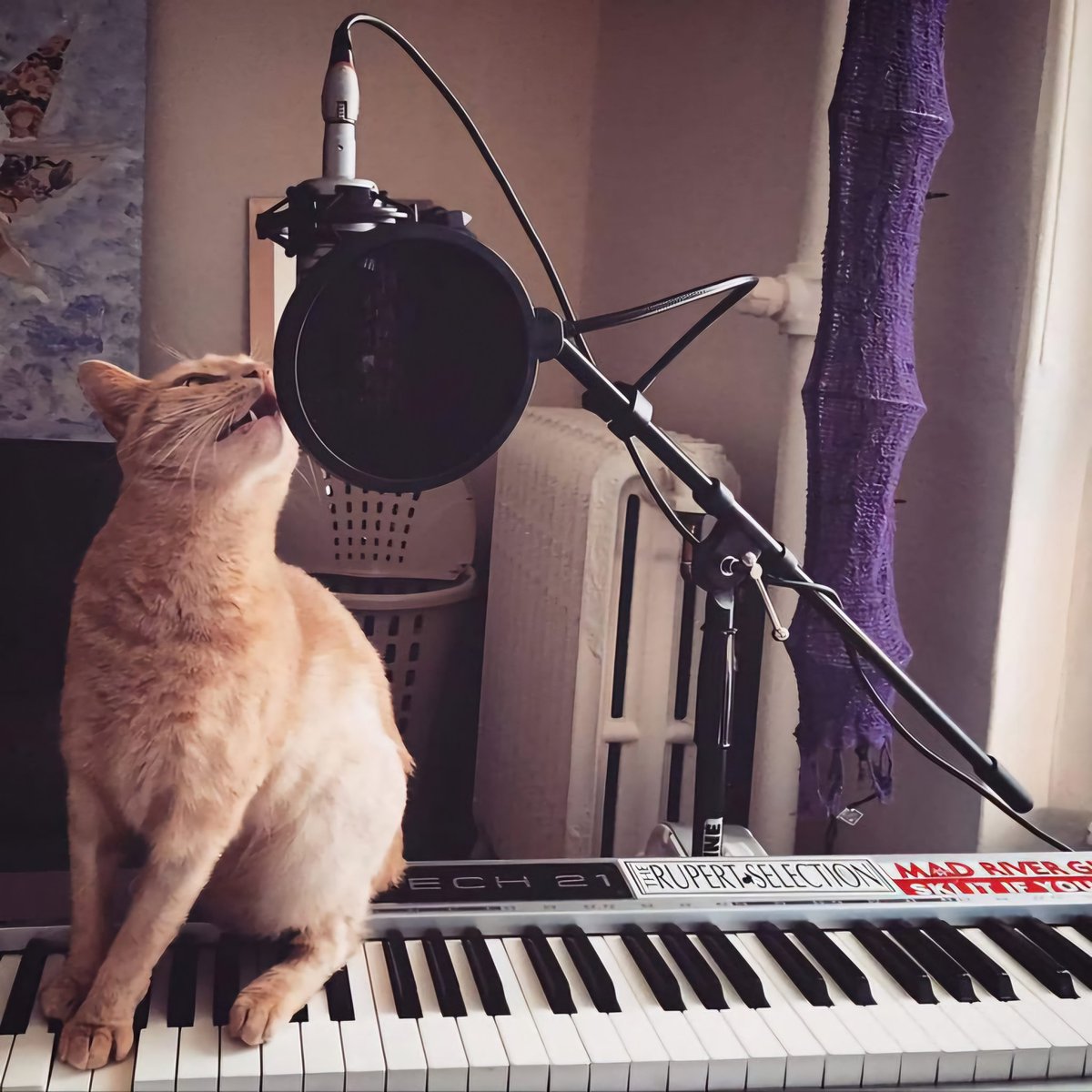 next song named 'meow'