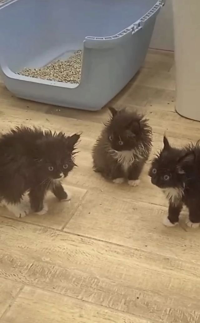 💖 (@twaniimals) on Twitter photo 