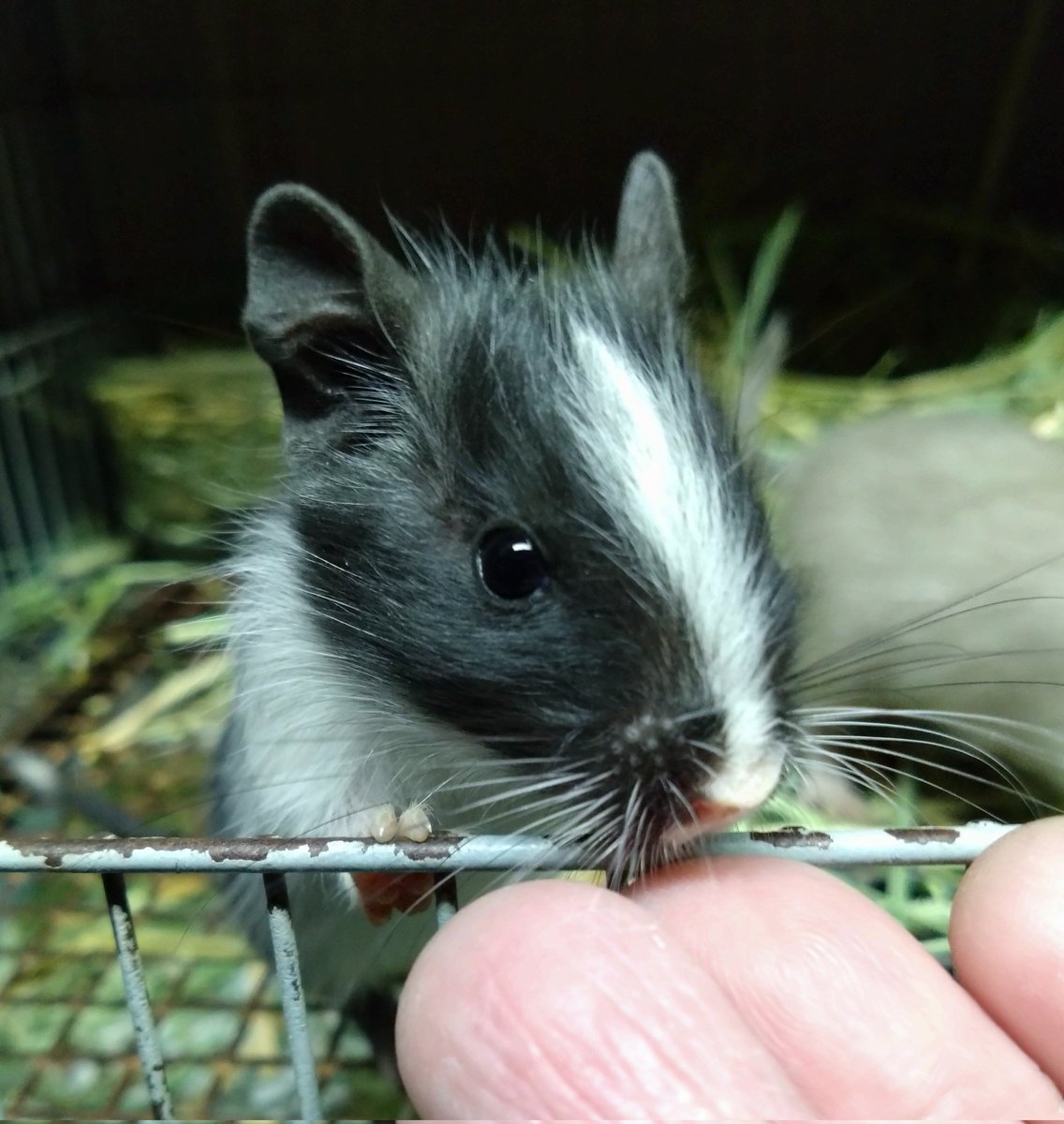 今夜も皆さん異常無し夜回り完了〜
販売可能時期見極め中の1/14生まれの女の子です。
人慣れもだいぶしてきて良い感じ