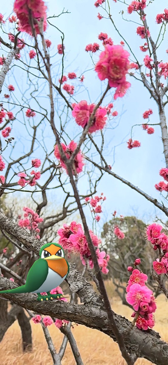MattPokeGO's tweet photo. 梅ARは香りが良いので
撮っててウキウキします🌸
#スバメ #GOSnapshot #GOsnapshotCelebration  
麗らかな春待たれますね☺️ https://t.co/HUXHm7RGCr