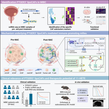 Cancer Cell tweet media