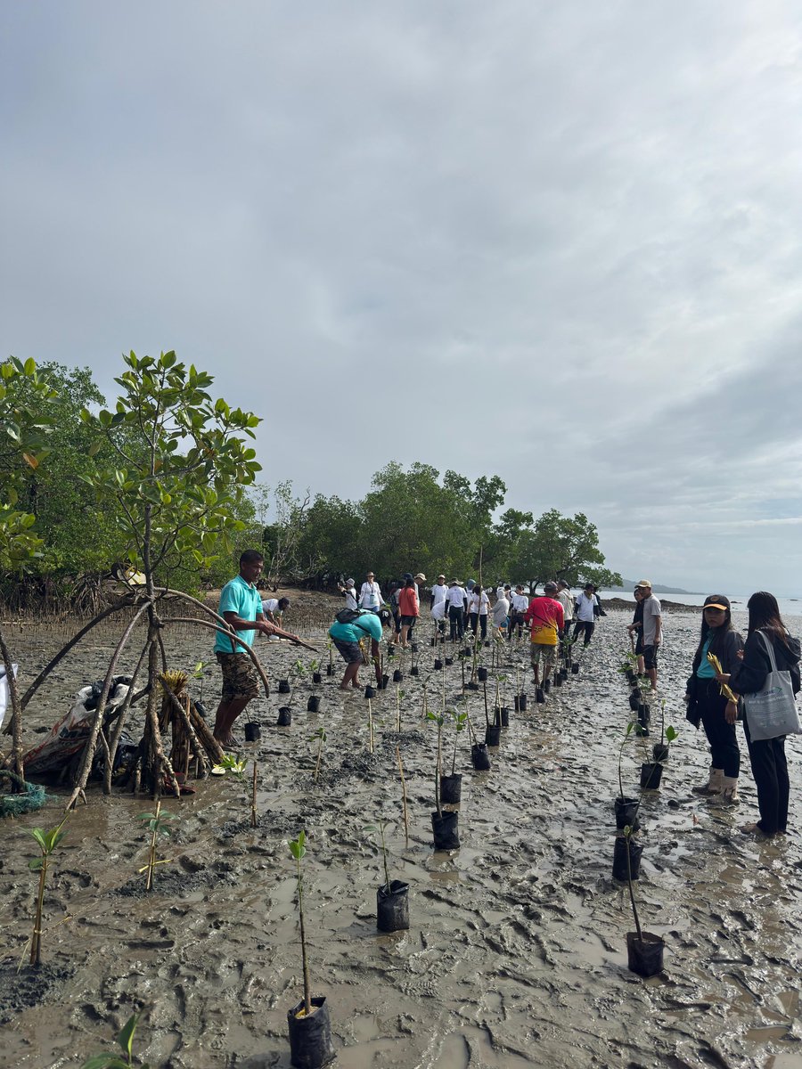TokioMAmerica's tweet photo. Danny L., our Commercial Underwriting Technical Assistant, traveled to the Philippines for the 22nd annual Tokio Marine Mangrove Planting to support the sustainability of mangrove forests. TMA is proud to help protect biodiversity  &amp; reduce our carbon footprint. #ICM2026 https://t.co/ZpOqQgUdGX