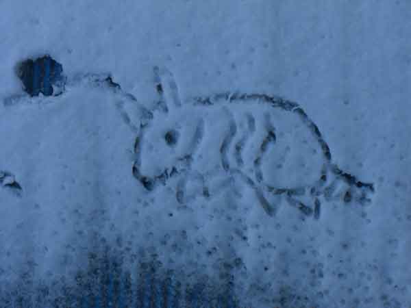 フォルダの中にある謎なもの 