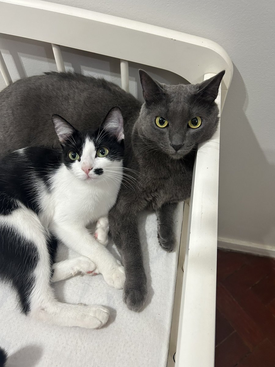 anapizzaiola's tweet image. Me desculpa pedir dinheiro novamente. 
Compartilhem ou doem
Estou no 3 do médio e não consigo trabalhar pois estou estudando para os vestibulares
Estou desgastada emocionalmente 

vakinha.com.br/vaquinha/trata…