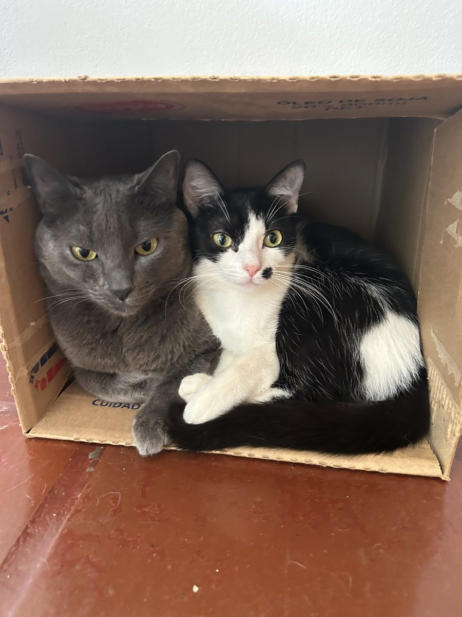 anapizzaiola's tweet image. Me desculpa pedir dinheiro novamente. 
Compartilhem ou doem
Estou no 3 do médio e não consigo trabalhar pois estou estudando para os vestibulares
Estou desgastada emocionalmente 

vakinha.com.br/vaquinha/trata…