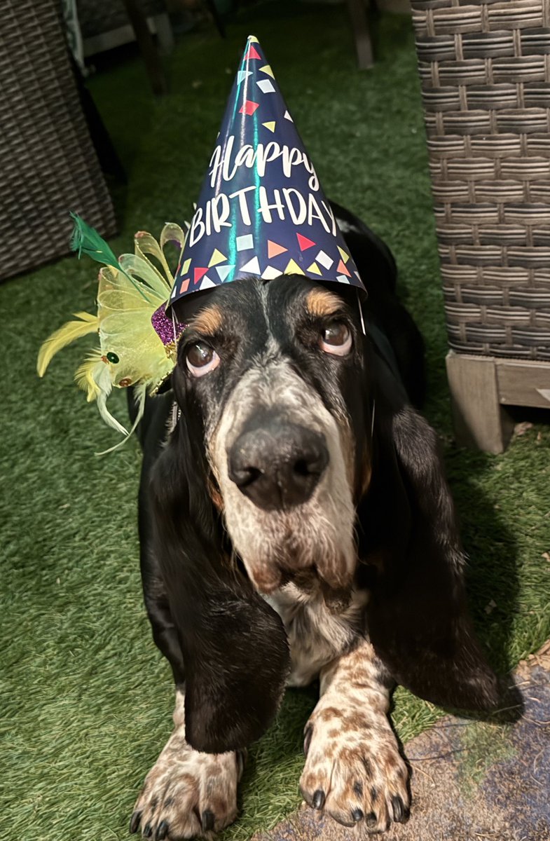 Bubba the 80 pound hound tweet media