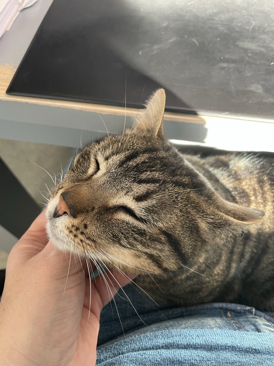 Mi dicono che oggi è la giornata internazionale del gatto… Auguri Micia! ❤️