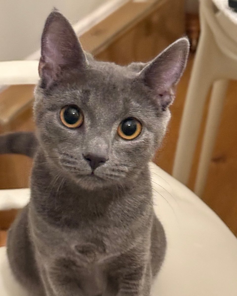 Russian blue that we should have called the GRU