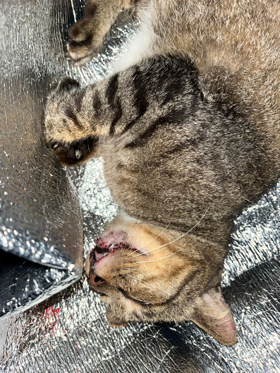 cats_rehome's tweet photo. MENCARI RESCUER AREA MUAR YG SUDI JAGA N RAWAT KUCING BARU KENA LANGGAR.. INFORMER TAK DAPAT NAK JAGA SBB SITUASI KERJA (KELUAR GELAP BALIK GELAP TAK JUMPA MATAHARI)..KUCING TAKDE SAPA DAPAT PANTAU N RAWAT DI RUMAH

📌MUAR

01175030436 https://t.co/0GBUJ1ZPHy
