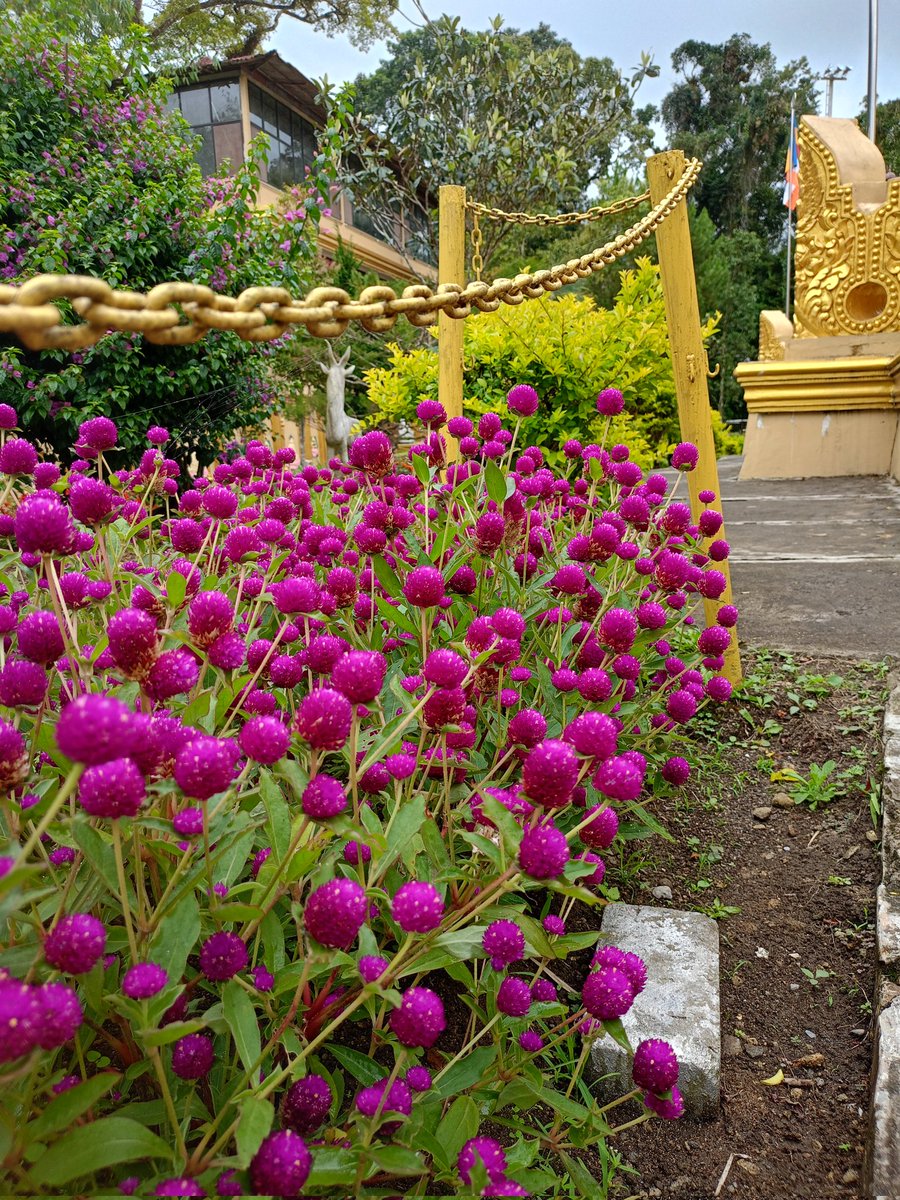 Zeze Giandra tweet media