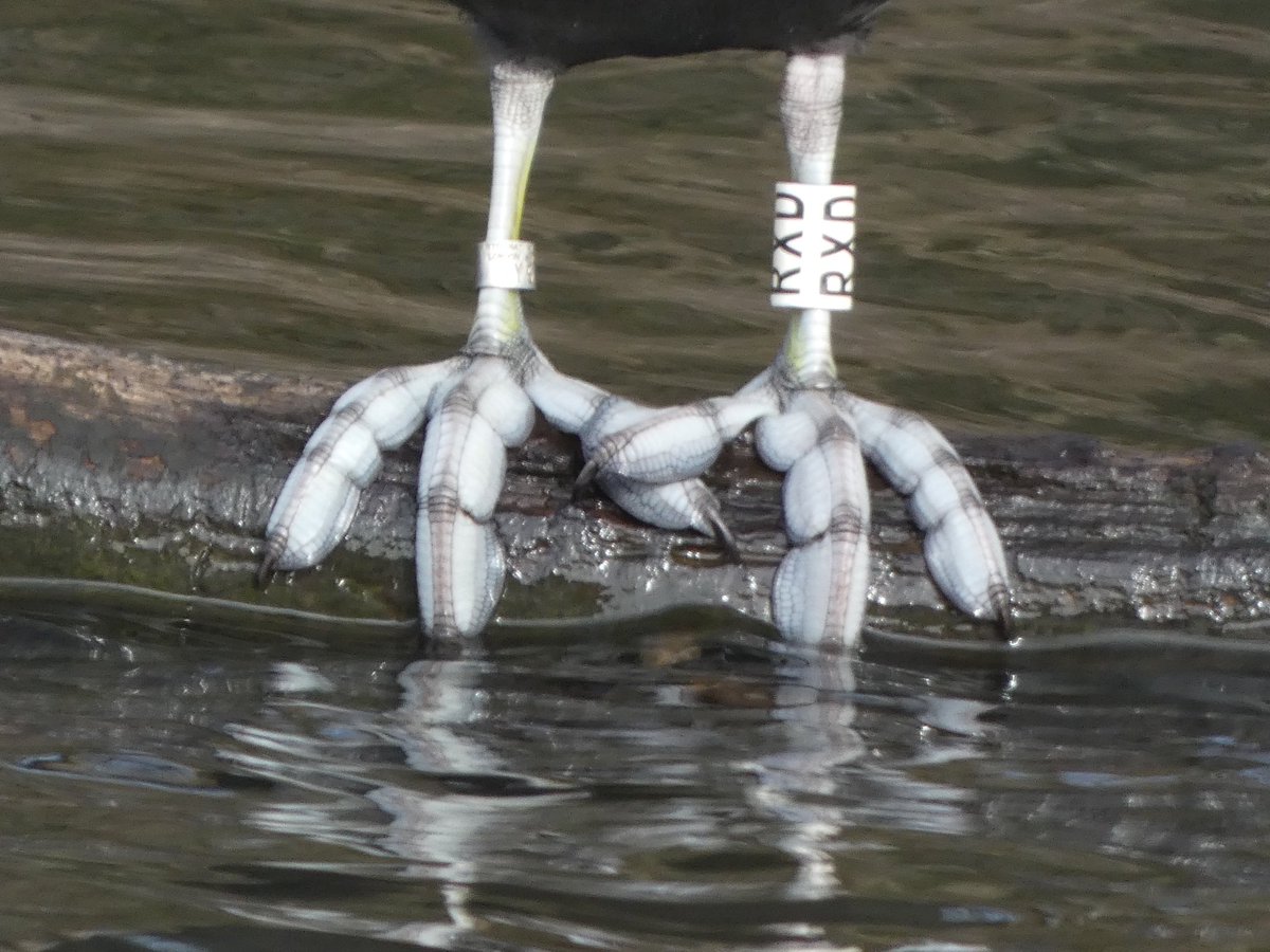 Calybites's tweet photo. The best feet in Halifax!
#CootStudy https://t.co/izS9u8nDnw