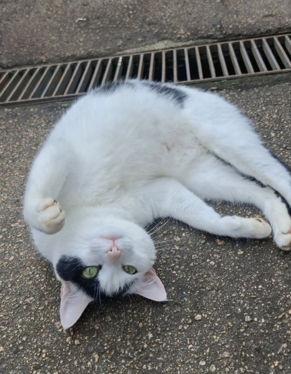 Neste 17 de fevereiro, celebramos o Dia Mundial do Gato. Não há como passar esta data sem falar da Nina, gata de estimação da Cinemateca Brasileira. 

Nina nasceu na Cinemateca e habita os espaços desde a retomada das atividades da instituição em 2021. A partir de então, todos os