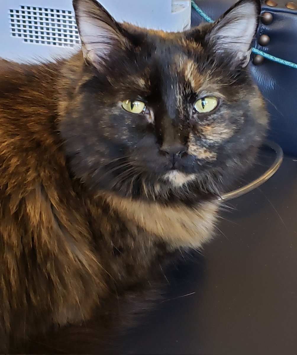 CassieJFox's tweet photo. #TortieTuesday Our big sweet beautiful "Sister Sweetie Belle" turns 5 in November. The Mother figure to our other cats. #SouthernBelleFelines #TortieTude #YellowEyes #TortoiseshellCats #WhitmireSC #Sweetie #CatsOfX #Meowdel π π π β€ πΎ π https://t.co/KUz9em1pgB