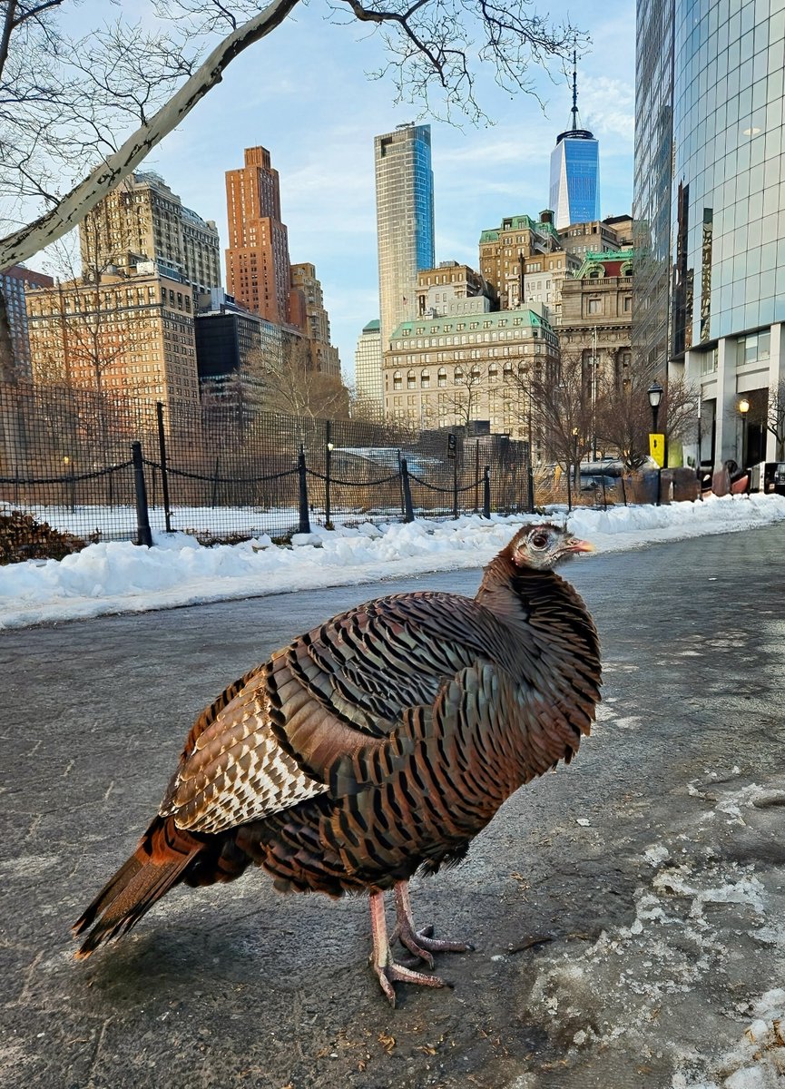 BirdCentralPark's tweet photo. Astoria the Wild Turkey poses with a scenic background in The Battery. 🦃 🧡 https://t.co/aIsrF1kkop