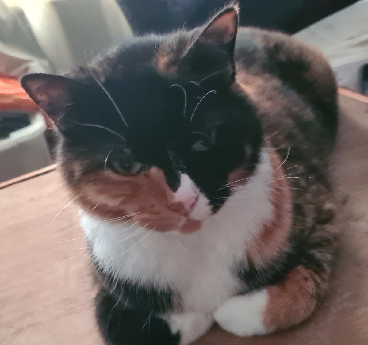 Stacy Draper #CatsDeserveBetter 🟦 tweet media