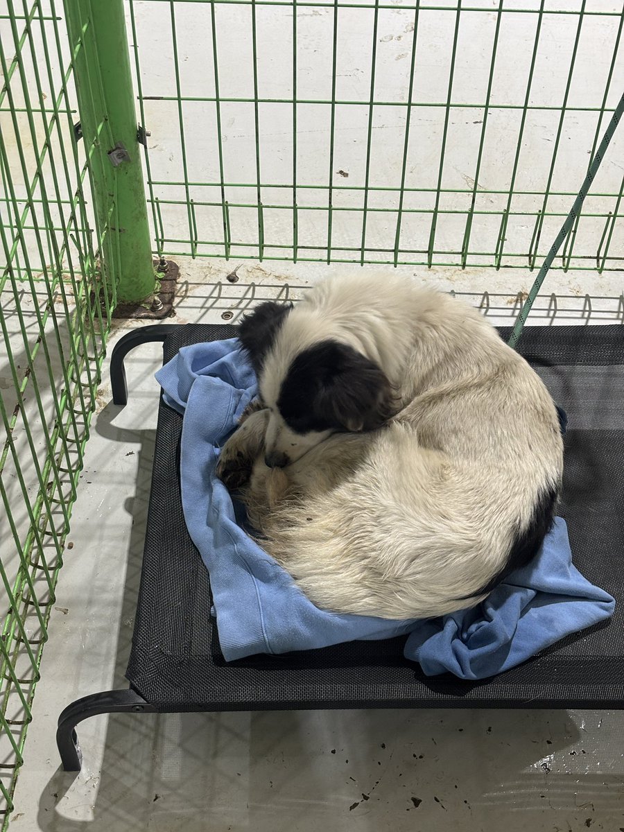 busananimal_'s tweet photo. 이번에 갔을 때 너무너무 눈에 밟히더라구요 
저번에 있던 보더콜리 친구는 분명히 입양을 갔는데 이번에 또 보더콜리가 들어왔는데 환경이 바껴서 그런지 밥도 못 먹고 풀이 너무 죽어있더라구요ㅠ바닥 청소 하는데 바닥에 물 있는 상태에서 바로 구석에 누워서 온 몸이 다 젖어도 가만히 있더라구요 https://t.co/OxqHqDfKxR