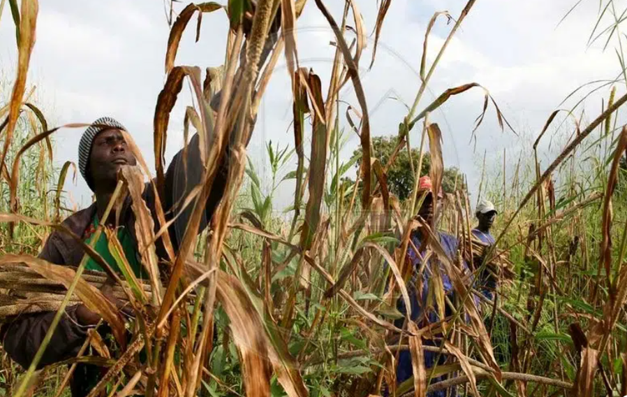 AblodeGbadja1's tweet photo. TOGO - Un rapport de la Banque mondiale sur l’économie togolaise souligne la faible productivité agricole, avec seulement 1 tonne de maïs par hectare en moyenne, alors que ce secteur contribue à près de 40 % du PIB du pays. Pendant 59 ans, la dictature militaro-clanique de la famille de @FEGnassingbe a négligé d’investir dans la recherche agricole, l’agroforesterie, l’agrobusiness et la transformation locale des produits. Ces manquements ont limité l’amélioration des rendements, la création d’emplois et la compétitivité sur les marchés régionaux et internationaux.