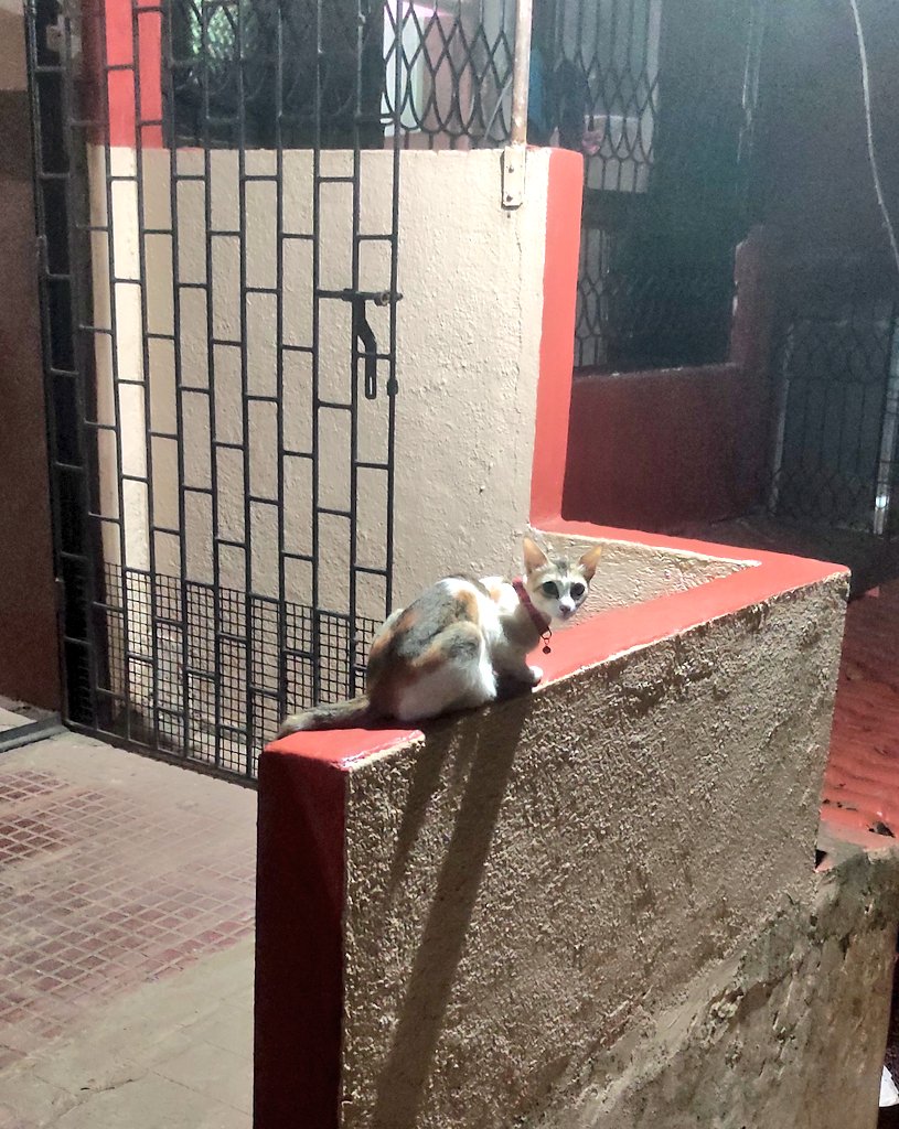 New place 
New friends 🐱