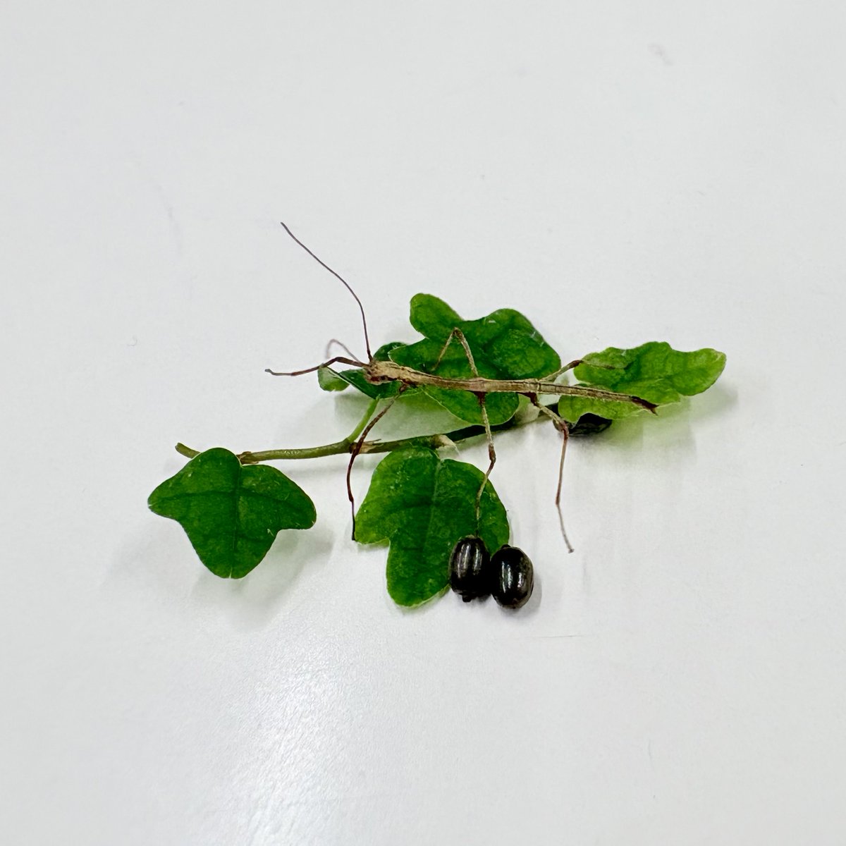 MJWF's tweet image. エダナナフシ孵化。この小さい卵からこの身体が出た。どのように収まっていたのか。