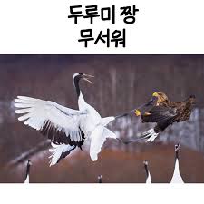 ertakolum's tweet photo. 저 크바 HO3으로 뛰었었는데 사슴짤 멧돼지 짤 다 나오는데 조류들만 안 나오는 게 넘 아쉬워서 두루미 찾아봤어요.
아무나 제비 짤좀 찾아주세요. https://t.co/uji2bKFGSM