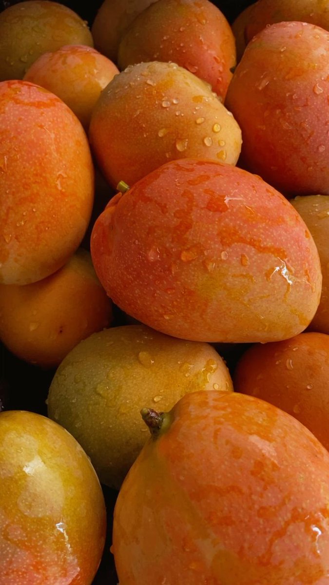 LabMariam48488's tweet image. Sweet &amp;amp; juicy or firm &amp;amp; slightly tangy - your pick? 🥭

Did you know?
• Mangoes are rich in vitamin C
• They contain vitamin A for eye health
• They provide natural antioxidants
Tropical flavor. Bright nutrition.
#HealthyEating #TropicalFruit #MariamFoodLab