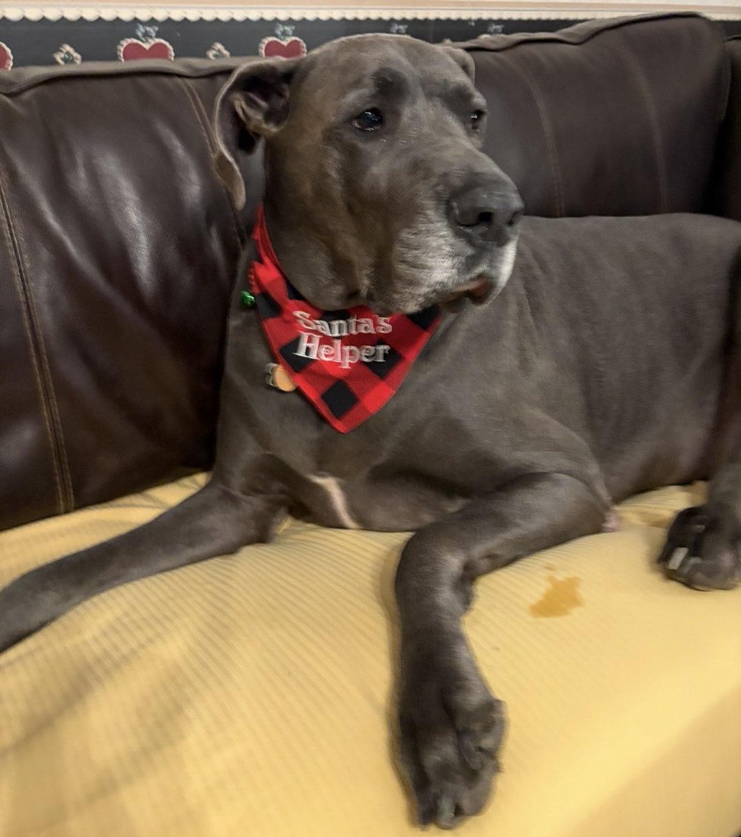 S_S_Racing's tweet photo. Dogs trending?? 
I have a couple!! #Dogs #Danes https://t.co/yICW5vZ0mP