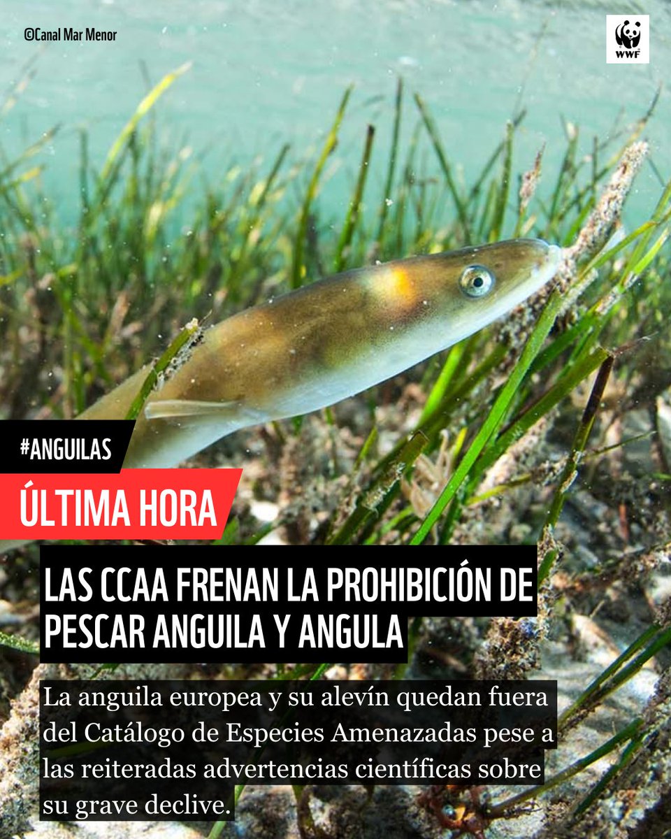 🐟 Lamentamos que las CCAA se hayan opuesto a la protección de la #anguila pese a los informes científicos que avalan la propuesta

→ su futuro está muy comprometido
→ no puede haber más demoras
→ un grupo de trabajo no puede ser excusa para retrasar decisiones