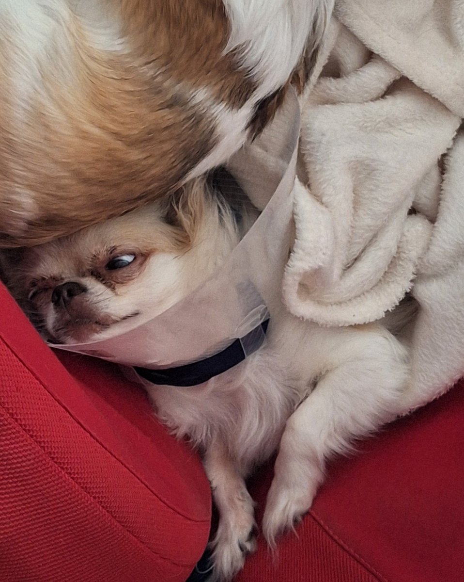 genericangel3's tweet photo. 弟チワワが去年の11月と12月に手術
目の方は遺伝性の疾患で両目の視力を失って��まった
試行錯誤で少しずつ慣れてはきたけど
そんな中
知人からコロナいただいて
ワンコのお世話もシンドイ時もあった
でも
変わらず笑わせてくれる姉弟ワンコ😍
そのおかげで色々頑張れる😍
ありがとう😊🐶💕🐶
#チワワ https://t.co/gIiGHTMd0f