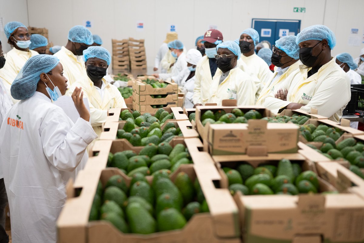 One Acre Fund Rwanda tweet media
