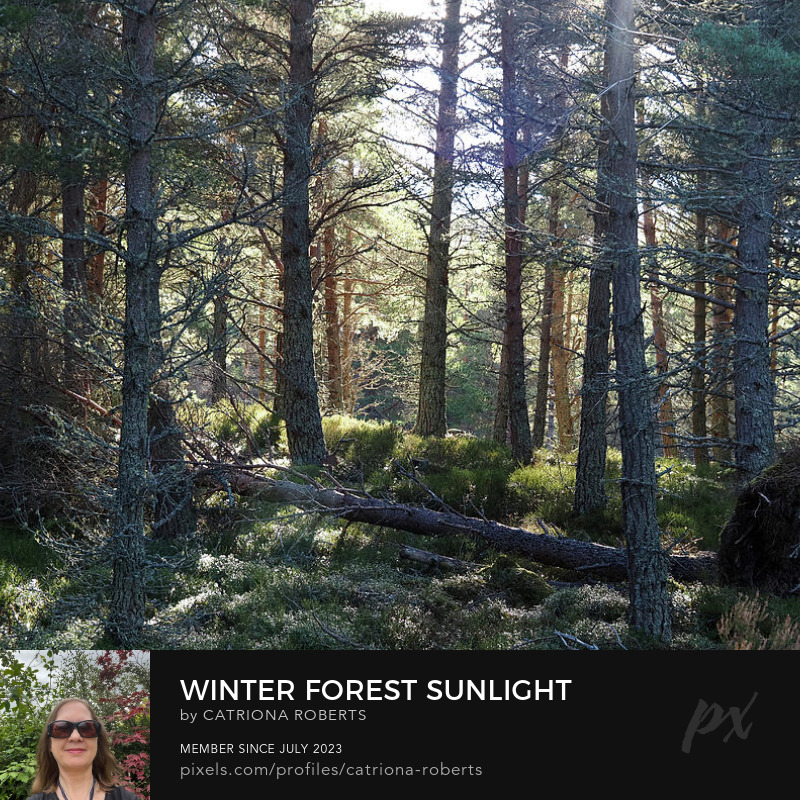 CatRobDesigns's tweet image. Winter Forest Sunlight

Canvas Print-
catriona-roberts.pixels.com/featured/winte…

Canvas Print-
pictorem.com/2568686/winter…

Canvas Print-
artpal.com/catrionarobert…

More-
catriona-roberts.pixels.com

pictorem.com/gallery/Catrio…

artpal.com/catrionarobert…

…rionarobertsphotographyanddesigns.com

#art #homedecor #wallart #prints