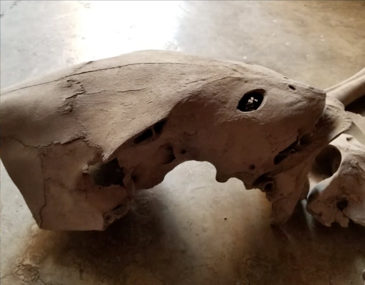 Nazca Mummies tweet media