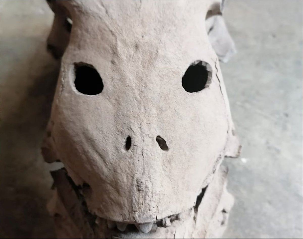 Nazca Mummies tweet media