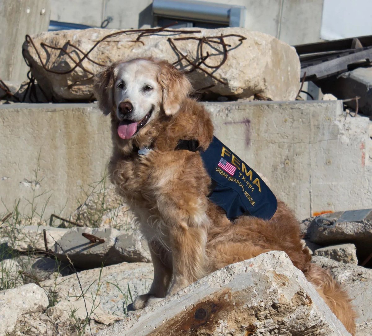 TheAmericanGrl's tweet image. Muslims attacked America on 9/11.

Dogs searched for survivors.

The choice is clear.