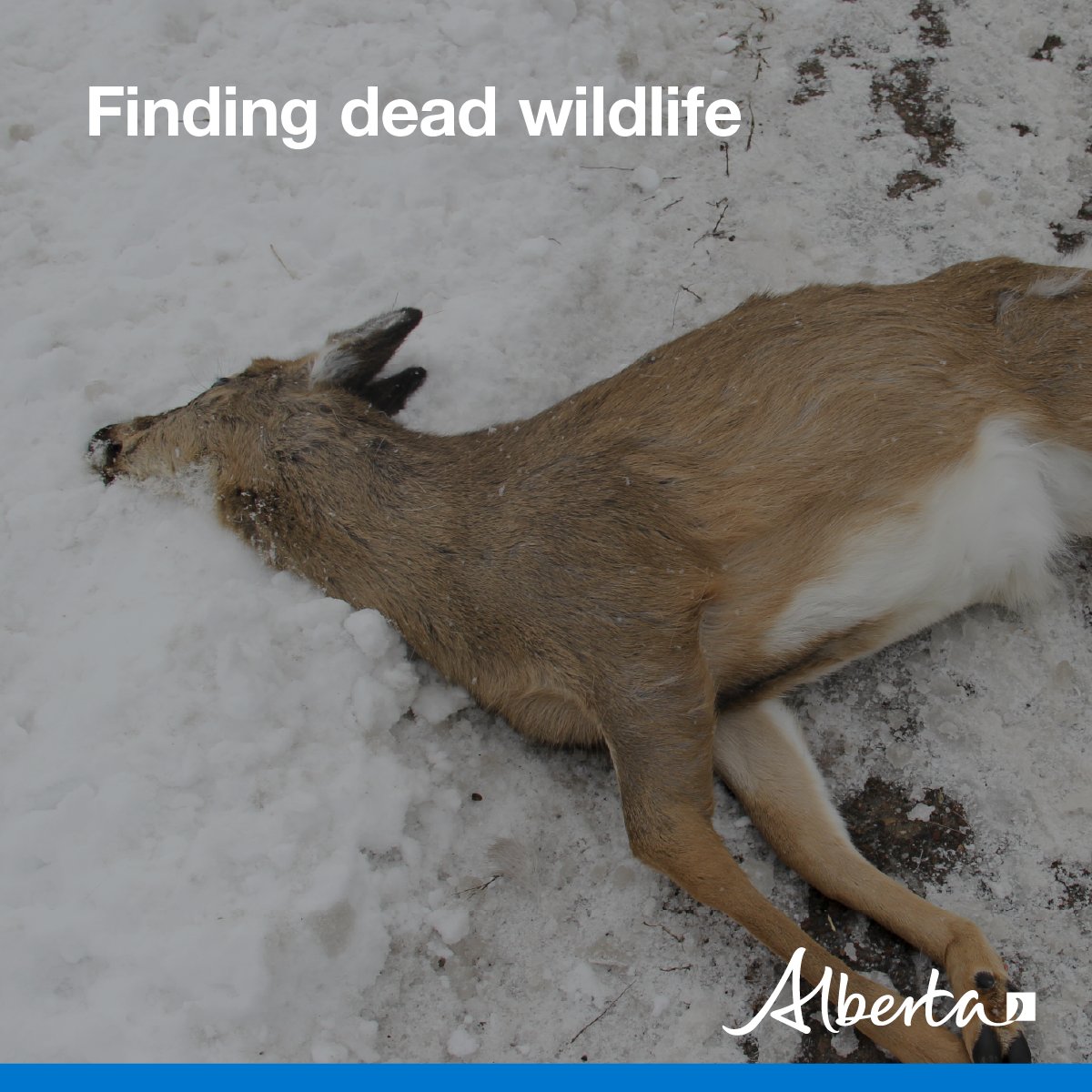 Alberta Fish and Wildlife Enforcement tweet media