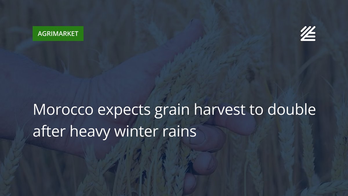 UkrAgroConsult's tweet image. 🇲🇦 #Morocco expects #grain #harvest to double after heavy winter rains

Experts estimate that total grain production may reach 8–9 mln tons, including around 5 mln tons of soft wheat—nearly double last year’s level.

Read more 👉surl.lt/uemmxr