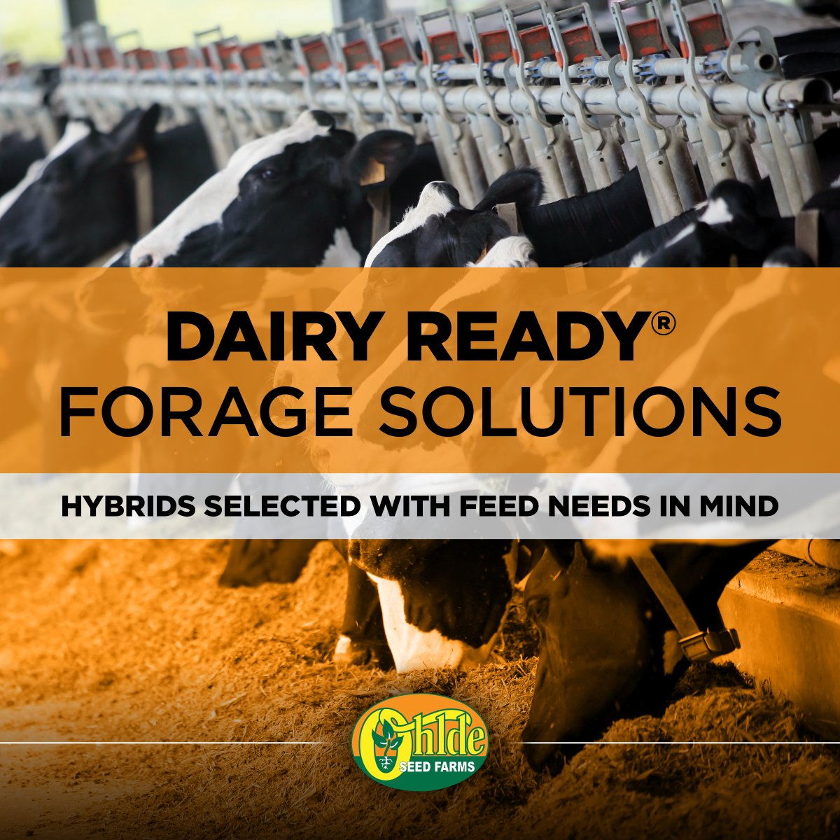 Ohlde Seed tweet media