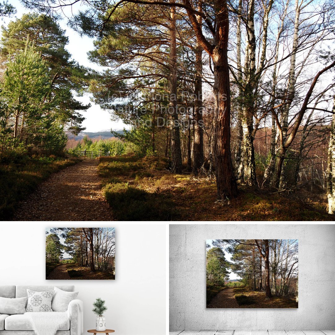 CatRobDesigns's tweet image. Winter Sunny Trail

Canvas Print-
pictorem.com/2577854/winter…

Canvas Print-
catriona-roberts.pixels.com/featured/winte…

Canvas Print-
artpal.com/catrionarobert…

More-
pictorem.com/gallery/Catrio…

catriona-roberts.pixels.com

artpal.com/catrionarobert…

…rionarobertsphotographyanddesigns.com

#art #homedecor #wallart #prints