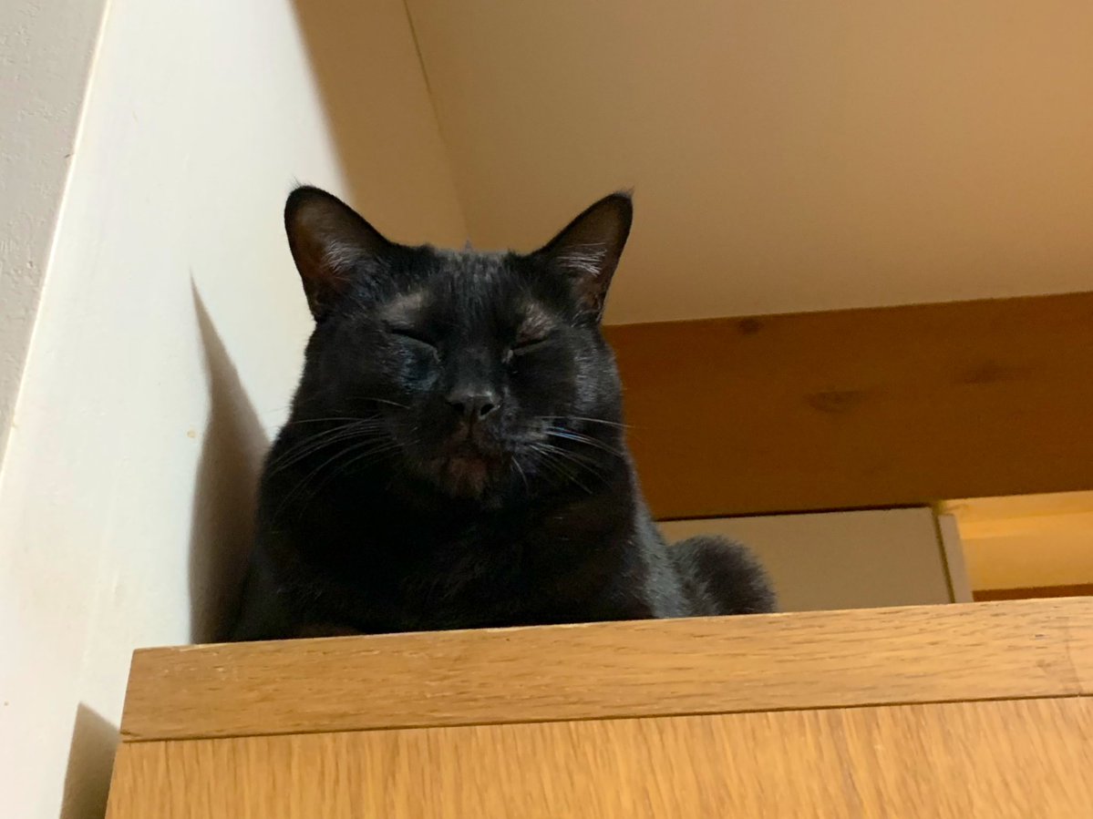 ventvert17's tweet image. にゃ。