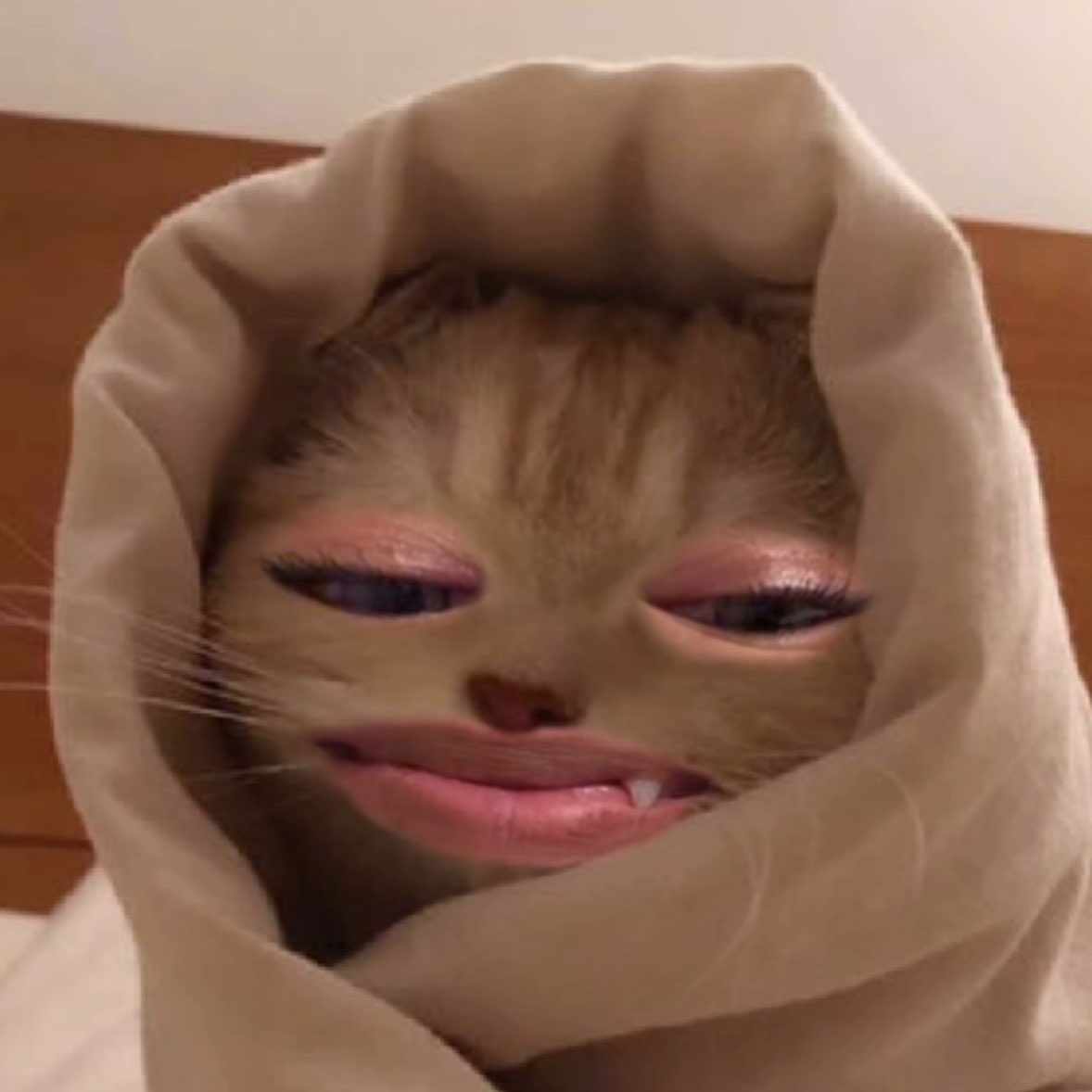 덧니ㅋㅋㅋ진짜 고양이다