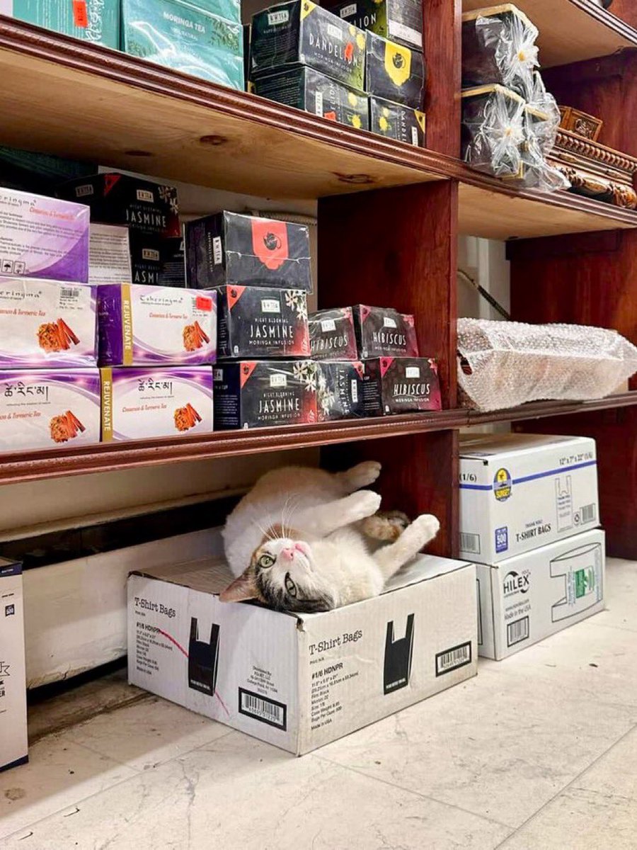 GM BODEGA 

🥪🐱