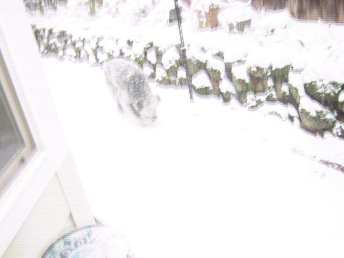 SHIRLEY LOST HER SHIT tweet media