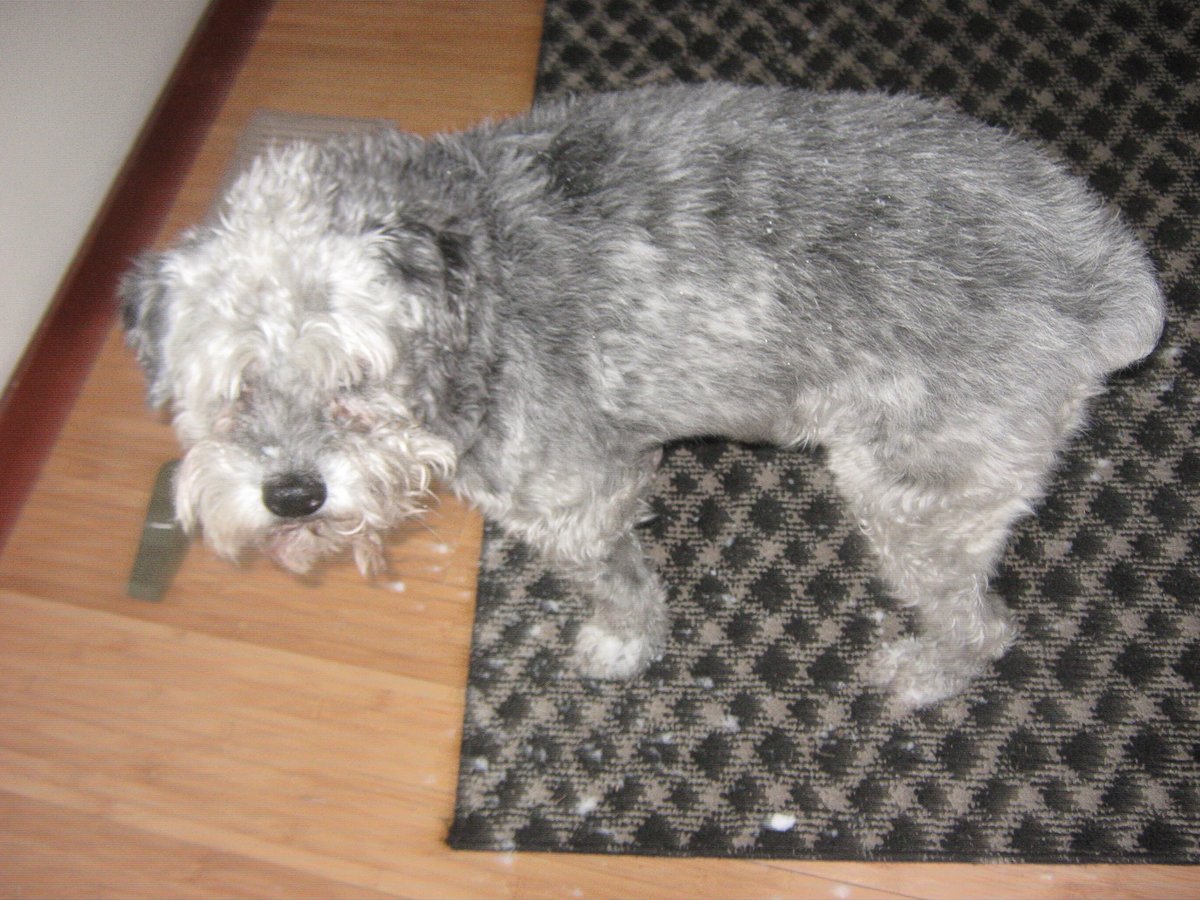 SHIRLEY LOST HER SHIT tweet media